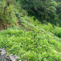 सर्पदंशका बिरामीलाई तत्काल उपचारको व्यवस्था गर्न माग