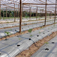 अतिविपन्न ३२० परिवारलाई खाद्यान्न वितरण