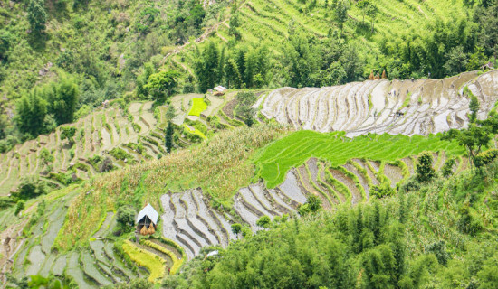 सङ्खुवासभामा ३२ प्रतिशत मात्रै रोपाइँ