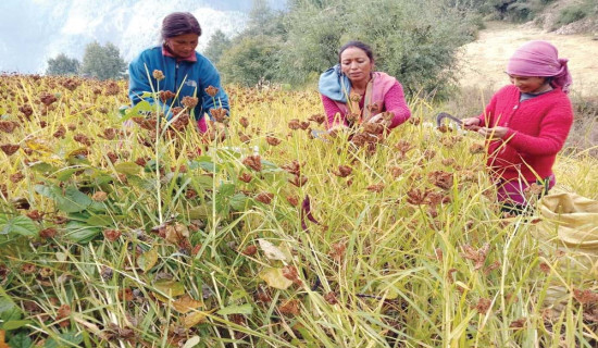 घिरिङ गाउँपालिकाको अध्यक्ष र उपाध्यक्षमा एमाले विजयी