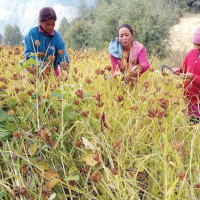 ककपिटमा भिडियो राख्नुको ‘बलियो तर्क’ : आइएटिए प्रमुख