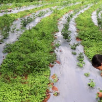जलवायु परिवर्तनले कृषि क्षेत्रमा ठुलो असर