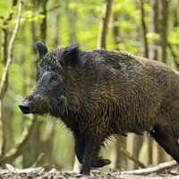 सिङ्गो गाउँमा दुुई हप्तादेखि खानेपानीको हाहाकार