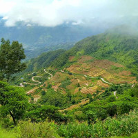 मुगुबाट २६ किलो यार्सागुम्बा निकासी, आठ लाख राजस्व सङ्कलन