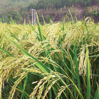 घरबास सञ्चालन गर्न उत्साहित कठरिया