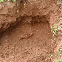 कृषकलाई सीपसँगै मौरीघार वितरण