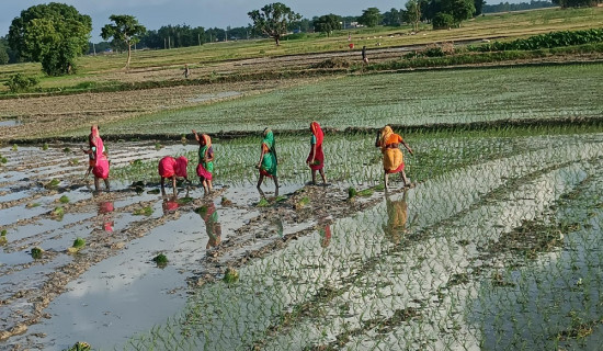 सप्तरीमा ३० प्रतिशत रोपाइँ