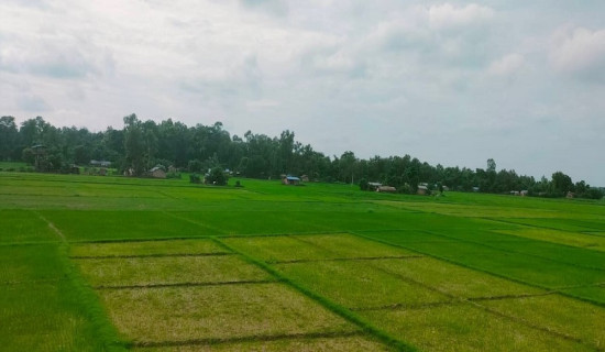 बर्दियामा ९२ प्रतिशत रोपाइँ सम्पन्न