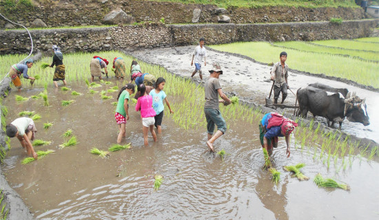 लमजुङमा ७५ प्रतिशत रोपाइँ