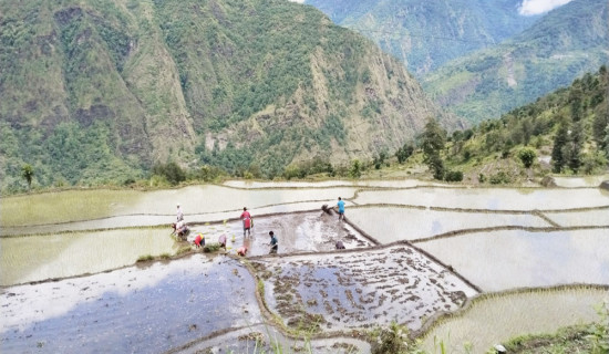 म्याग्दीमा ७५ प्रतिशत रोपाइँ