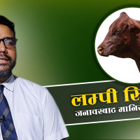 'लम्पी स्किन नियन्त्रण गर्न गाईभैँसीलाई खोप लगाऔँ '