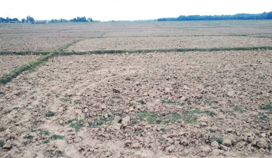 मधेसमा बढ्यो सुख्खा क्षेत्र, अध्ययन गर्न टोली परिचालन