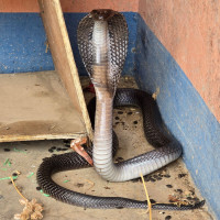 नवलपुरबाट ३० अर्ब ६९ करोड राजस्व संकलन