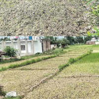चारपाङ्ग्रे धान रोप्ने मेसिन भित्र्याइयो