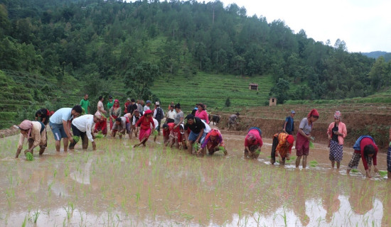 गुल्मीमा ७८.४ प्रतिशत धान रोपाइँ