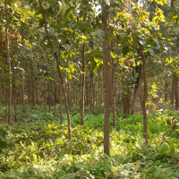 त्रिवि अघोषित ‘लकडाउन’ मा