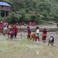 तराईबाट पहाडतिर उक्लियो डेङ्गु