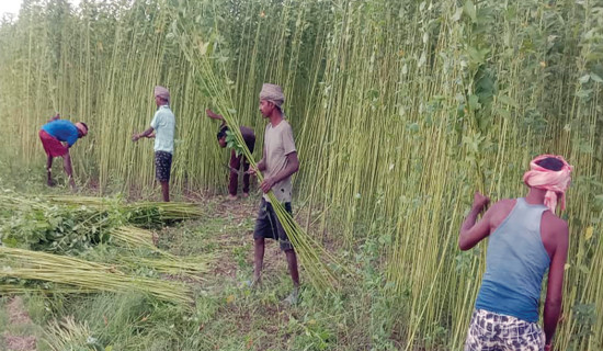 साँघुरिँदै जुट खेती