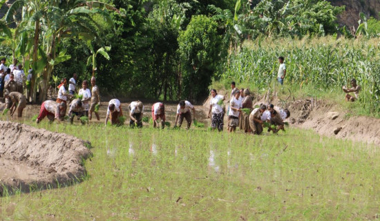 स्थानीय तहद्वारा खर्च सार्वजनिक