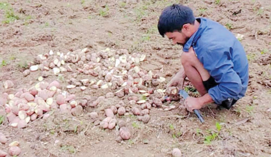 बारीमै कुहिन थाल्यो आलु