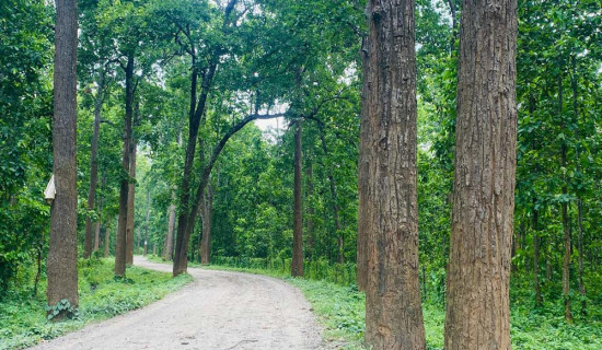 चक्रपथका रुख काट्न अनुमति