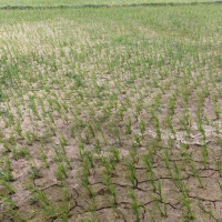 कृषि सहकारीमार्फत् छाडा चौपायाको व्यवस्थापन