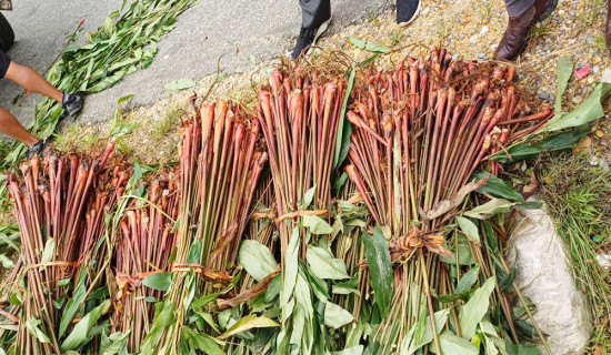 गोरखामा एक लाख अलैँचीका बिरुवा वितरण