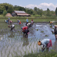 दुध किसानको भुक्तानी असार मसान्तमा हुने