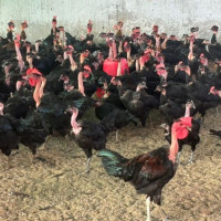 लोसपाको केन्द्रीय कार्यकारिणी समितिमा निर्वाचनको विषयमा छलफल