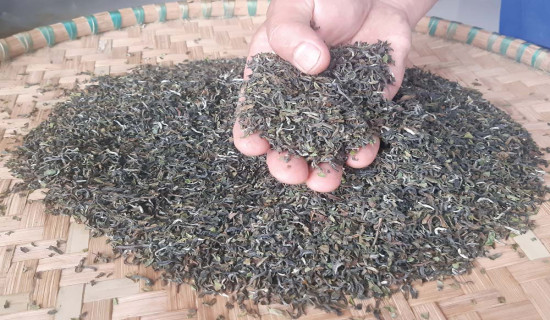 चार अर्बभन्दा बढीको चिया निर्यात