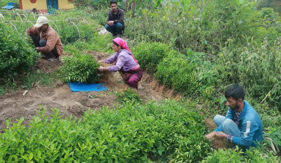 सुन्तलाका बिरुवाको माग धान्नै मुस्किल