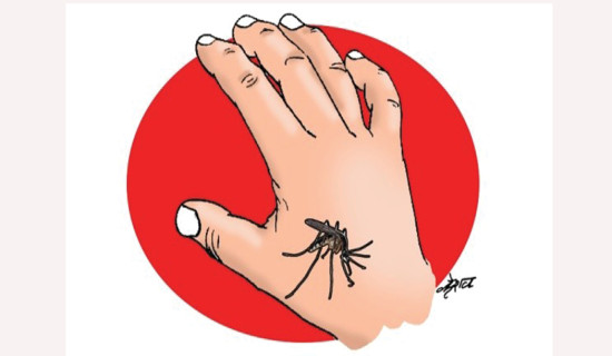 डेङ्गुका बिरामी बढ्दै