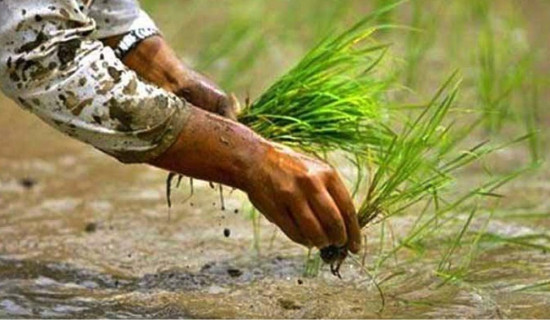 देशभर करिब ७२ प्रतिशत धान रोपाइँ सम्पन्न