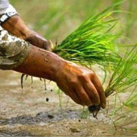 आत्मनिर्भर बन्न धान दिवसको महत्त्व