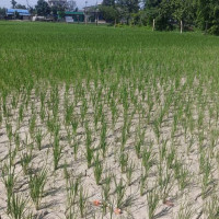 ओकिलीको ‘स्वर्ग मेरो’