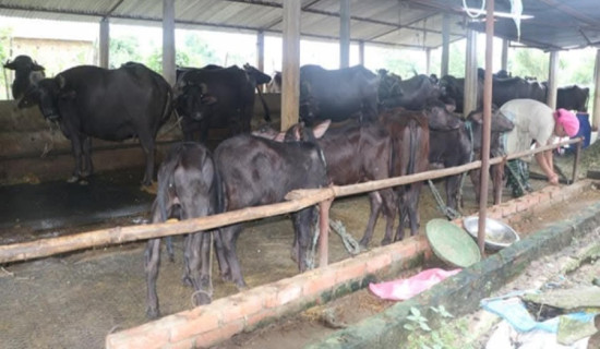 आधुनिकतामा हराउँदै गएको धान दिवस