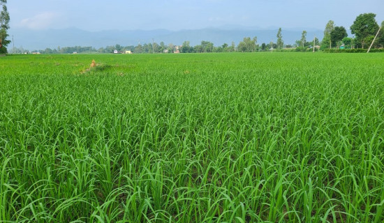 दाङमा ८० प्रतिशतमात्रै रोपाइँ