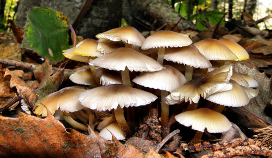 लोप हुन थाले दरै समुदायको घुमाउने घर