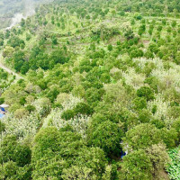 मकै खेतीमा व्यस्त नवलपुरका किसान (फोटो फिचर)