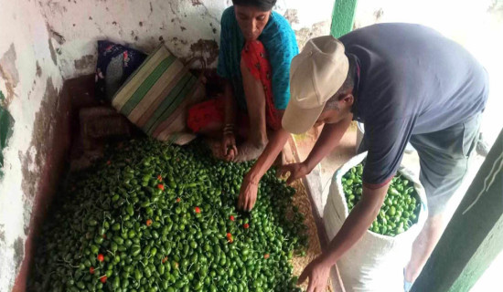 आम्दानीको स्रोत ‘अकबरे’
