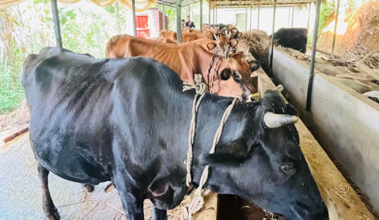 गुल्मीको सत्यवतीमा पहिलो बेत ब्याउने गाईलार्ई १० हजार अनुदान