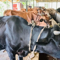 गुल्मीको सत्यवतीमा पहिलो बेत ब्याउने गाईलार्ई १० हजार अनुदान