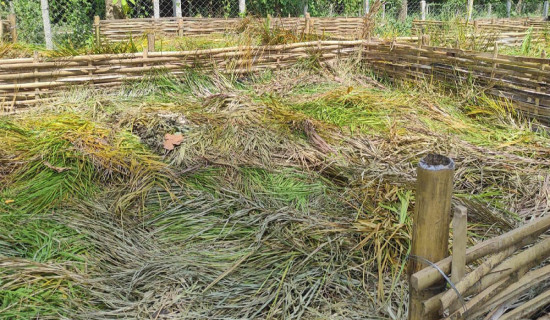 फत्तेपुरमा हरियोपात कुहाएर प्राङ्गारिक मल उत्पादन गरिँदै
