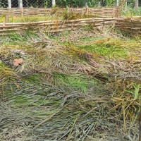 फत्तेपुरमा हरियोपात कुहाएर प्राङ्गारिक मल उत्पादन गरिँदै