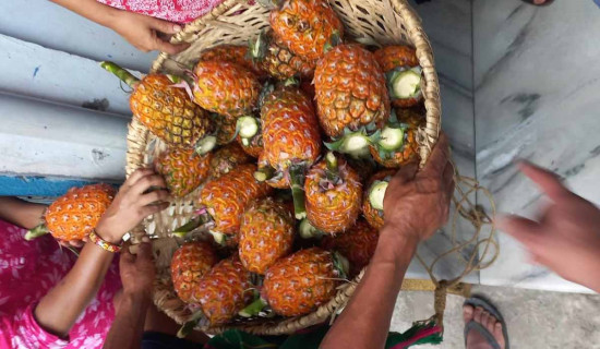 बगानभन्दा बजारमा सस्तो भुइँकटहर