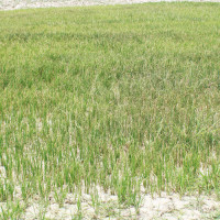 नगरपालिकाको फाँटमा नगरप्रमुखबाटै तालाबन्दी