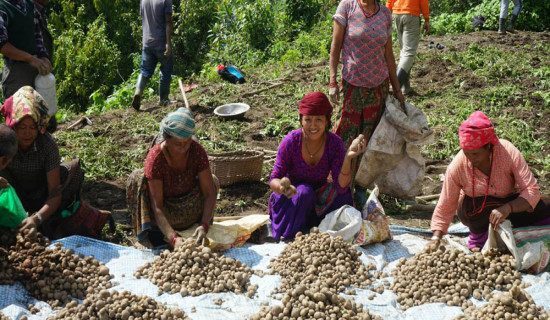म्याग्दीमा ३५ हजार मेट्रिक टन आलु उत्पादन