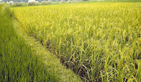 मनसुन प्रतिकूल बन्दा : धान उत्पादन घट्ने चिन्ता