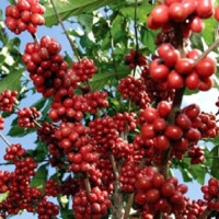 ‘लेटर अफ एक्स्चेन्ज’ मा हस्ताक्षर गर्न स्वीकृति