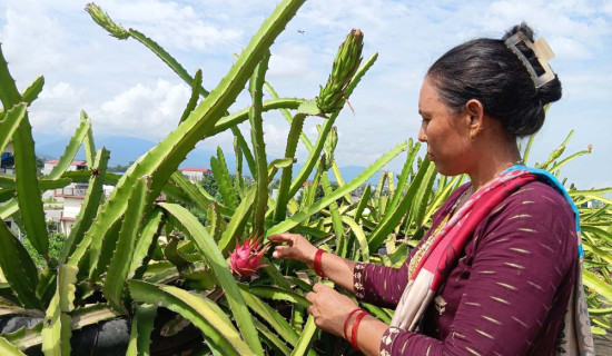 आजका लागि यस्तो छ विदेशी मुद्राको विनिमय दर